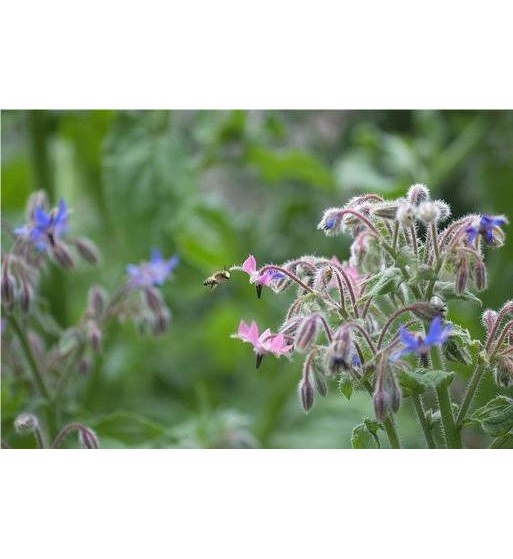 Borretsch (Borago officinalis)