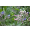 Borretsch (Borago officinalis)