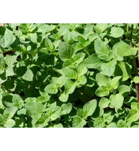 Majoran gerebelt (Origanum majorana)