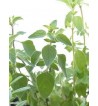 Oregano gerebelt  (Origanum vulgare)