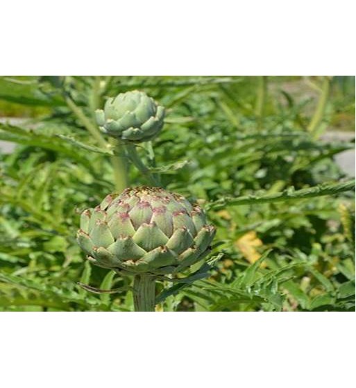 Artischocke (Cynara scolymus)