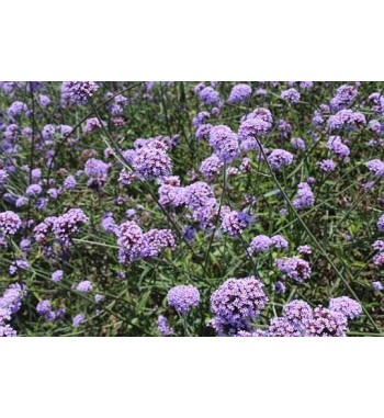 Eisenkraut offizinell (Verbena officinalis)