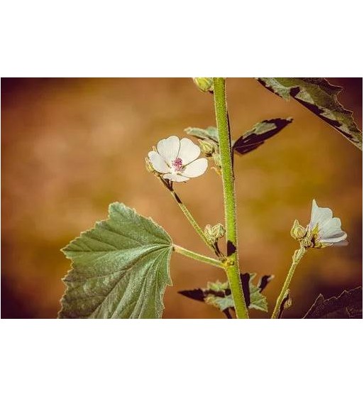 Eibischwurzel (Radix Althaeae)