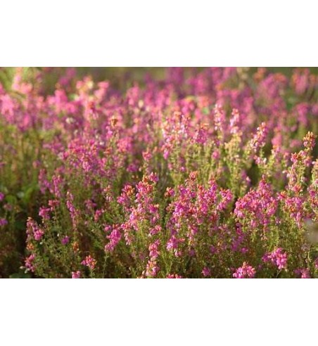 Heidekraut (Calluna vulgaris)