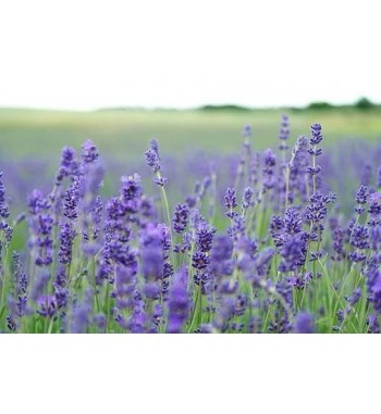 Lavendelblüten blau (Flores Lavendulae)