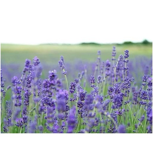 Lavendelblüten blau (Flores Lavendulae)