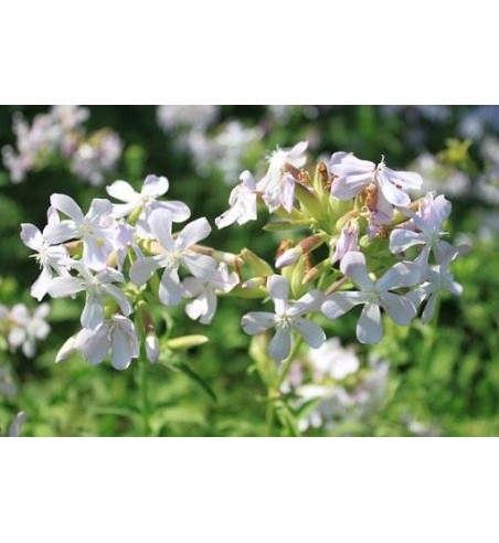 Seifenkraut (Saponaria officinalis)