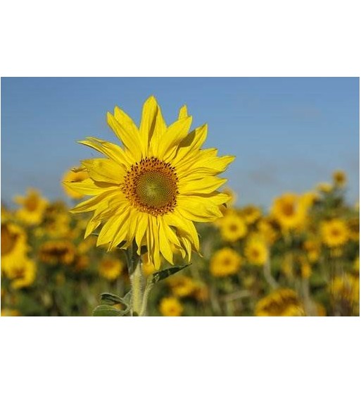 Sonnenblume (Helianthus annuus L.)