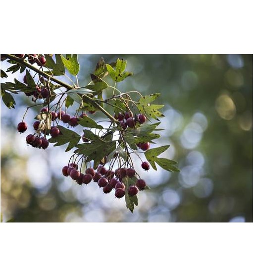 Weißdornbeeren (Fruchtus Crataegi)