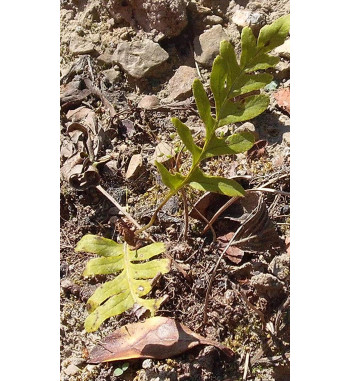 Engelsüßwurzel (Polypodium...