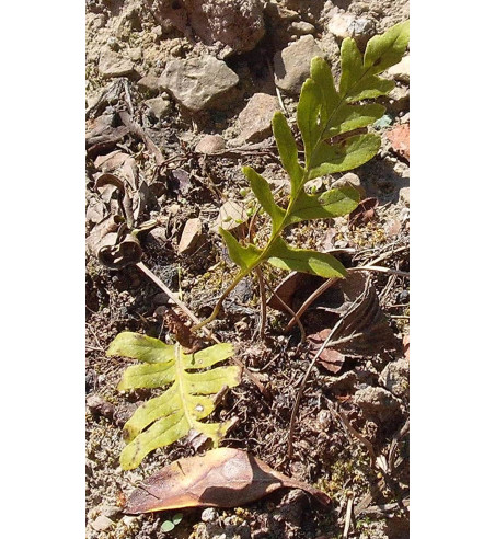 Engelsüßwurzel (Polypodium vulgare)