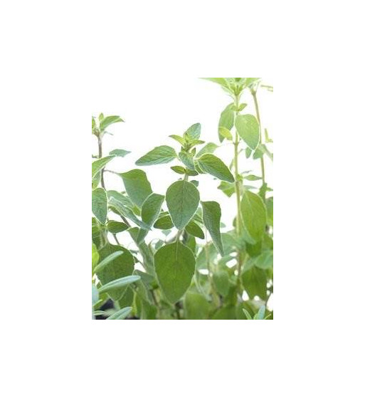 Oregano gemahlen  (Origanum vulgare)