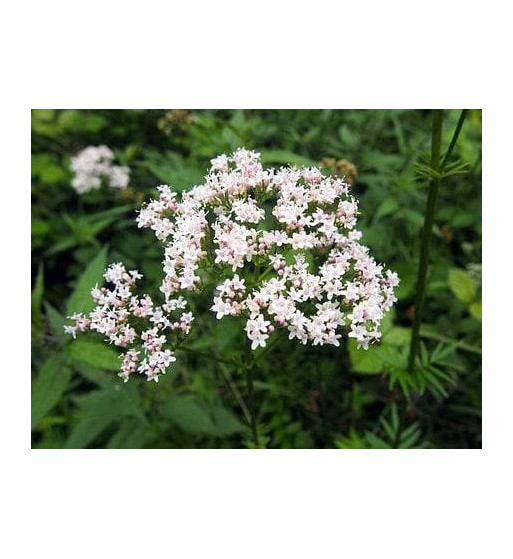 Baldrian (Valeriana officinalis)