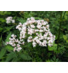 Baldrian (Valeriana officinalis)