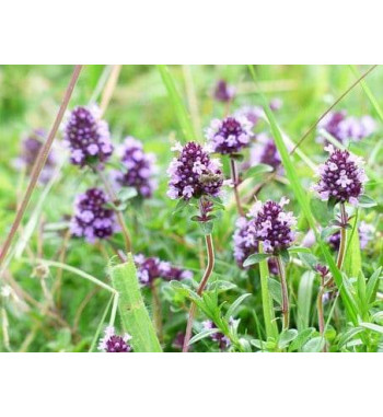 Quendel (Thymus serpyllum)